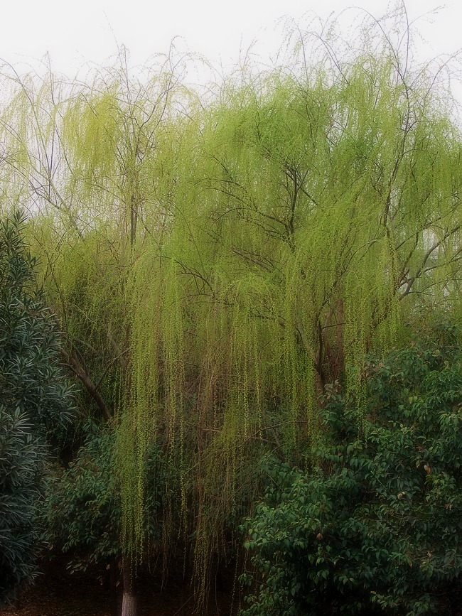 柳暗花明，神駿宜追，月圆花好春有青打一最佳生肖与警惕虚假宣传-全面释义、详细解答解释落实